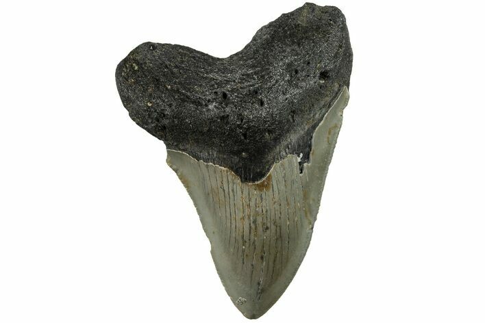 Serrated, Fossil Megalodon Tooth - North Carolina #200677